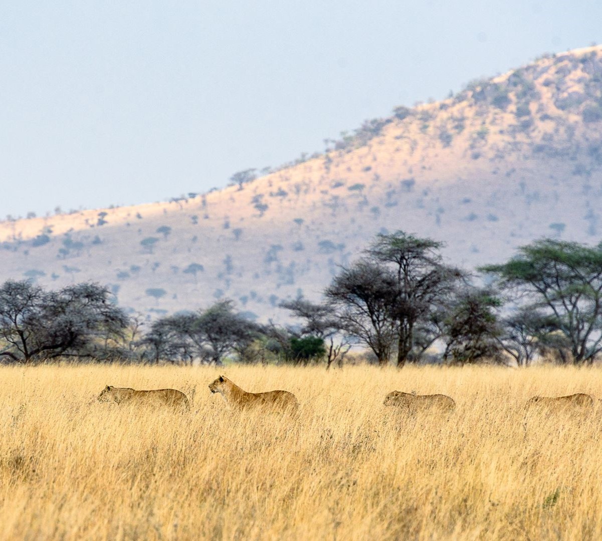 four days Tanzania safari royal tour 1